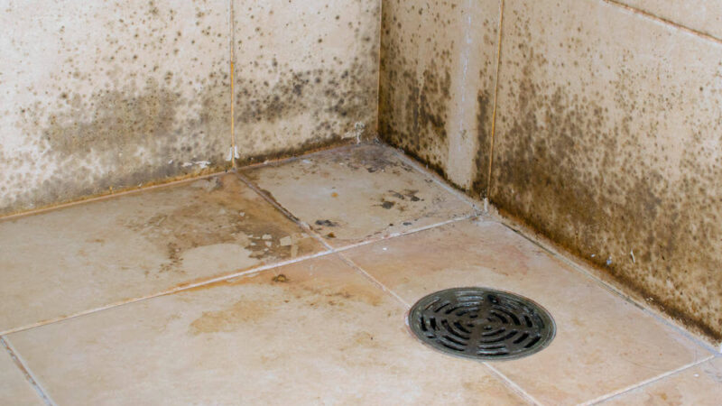 How to Get Rid of Mold on Bathroom Walls (with Pictures)